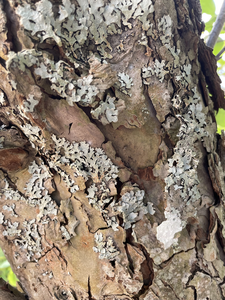 This image has an empty alt attribute; its file name is 61db87a4-c1f4-4a39-9848-afd39c4198c4_1_105_c.jpeg